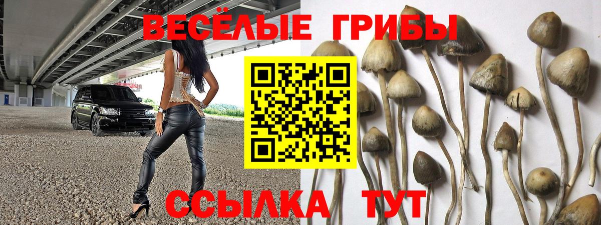 Галлюциногенные грибы Psilocybe  Вход с VPN  Семёнов 